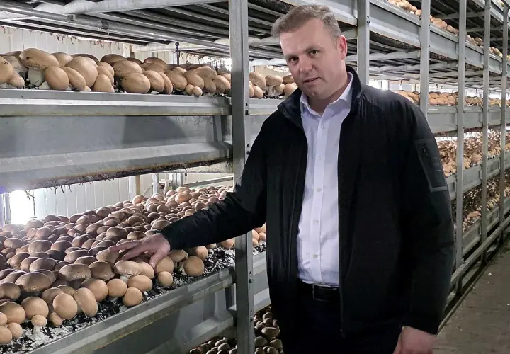 Mężczyzna w czarnej kurtce stoi obok regałów pełnych pieczarek w hali produkcyjnej.