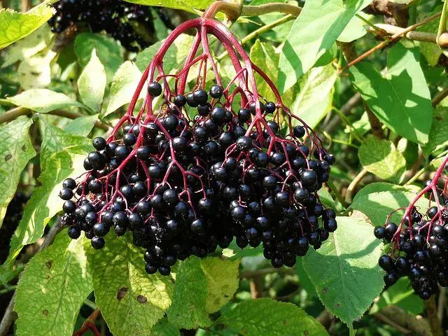 Na co pomaga sok z czarnego bzu? Odkryj jego zdrowotne właściwości