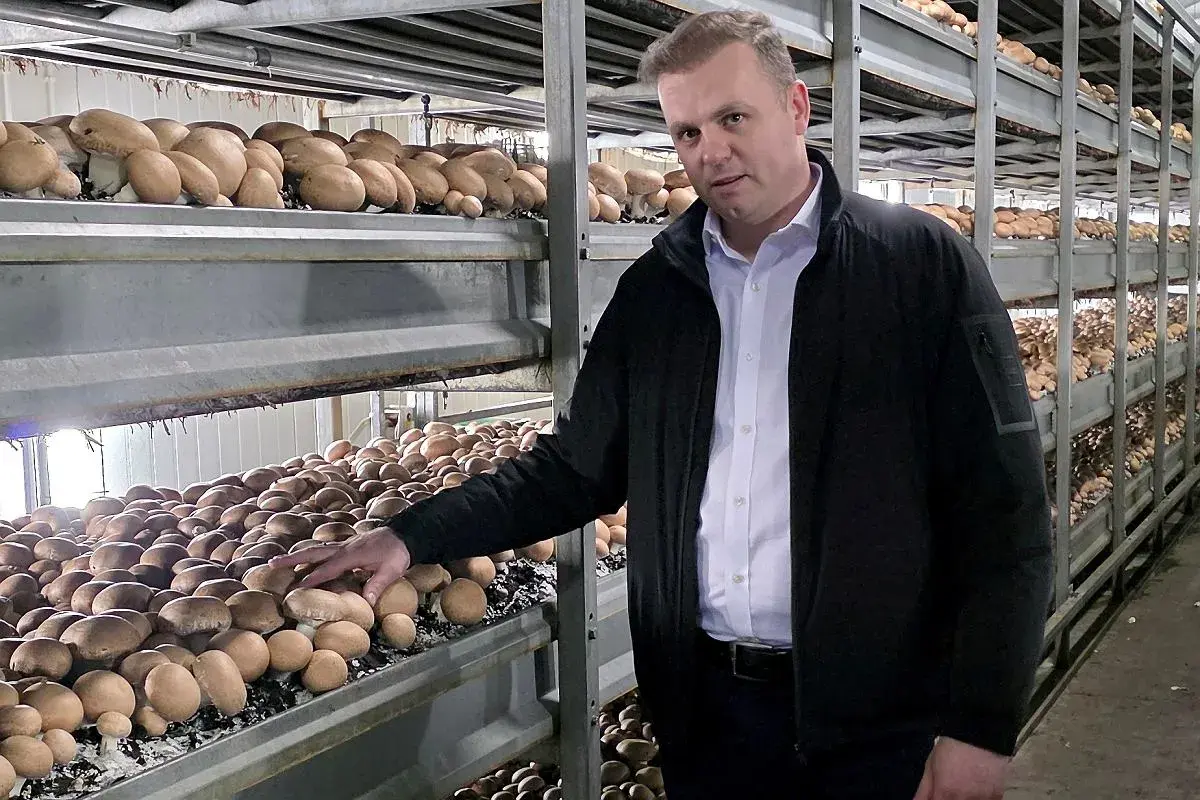 Mężczyzna w czarnej kurtce stoi obok regałów pełnych pieczarek w hali produkcyjnej.