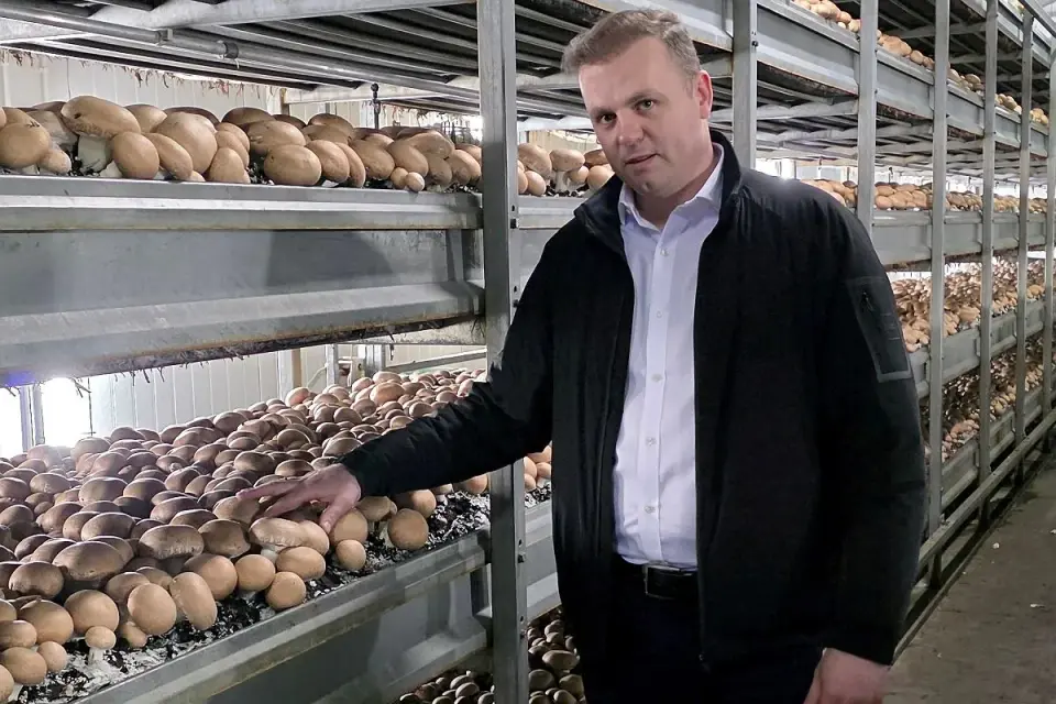 Lista przetwórni pieczarek w Polsce - 2026